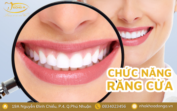 chuc-nang-rang-cua